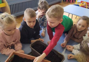Dzieci wsypują nasionka