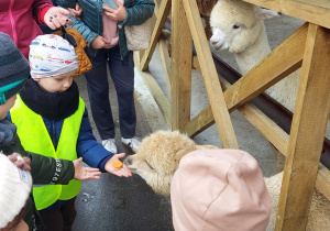 Motylki w Dobroniance