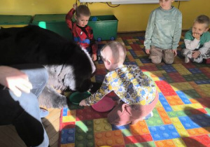 karmienie psa Tadzika