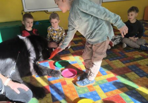 karmienie psa Tadzika