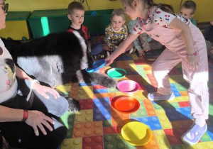 karmienie psa Tadzika