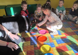 karmienie psa Tadzika