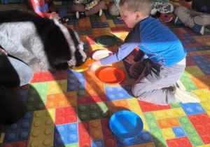 karmienie psa Tadzika