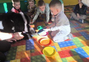 karmienie psa Tadzika