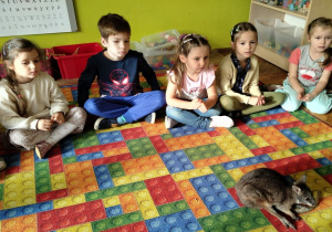 Willy leży na ogonie