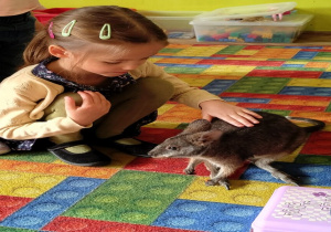 dziewczynka głaszcze kangura