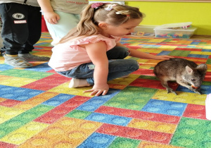 dziewczynka głaszcze kangura