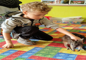 chłopiec głaszcze kangura