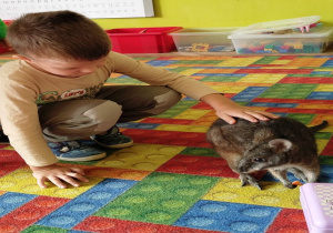 chłopiec głaszcze kangura