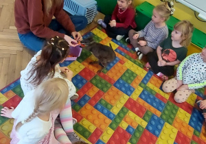 Spotkanie z kangurem