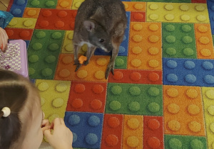 Spotkanie z kangurem