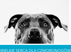 Wielkie serca dla czworonogów - zbiórka darów dla łódzkiego schroniska