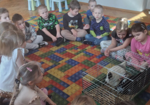 odlotowy pokaz - kura i kaczka.