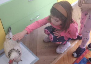 odlotowy pokaz - kura i kaczka.