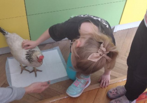 odlotowy pokaz - kura i kaczka.