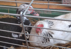 odlotowy pokaz - kura i kaczka.