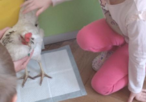 odlotowy pokaz - kura i kaczka.