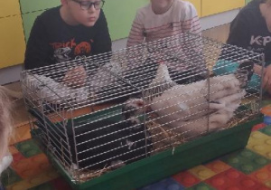 odlotowy pokaz - kura i kaczka.