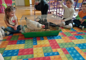 Dzieci poznają kurę i kaczkę