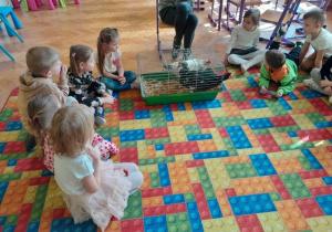 Dzieci poznają kurę i kaczkę