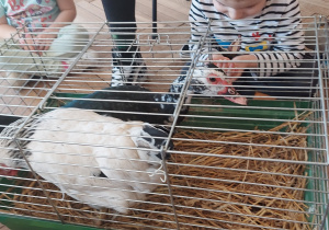 Nietypowe spotkanie z kaczką i kurą