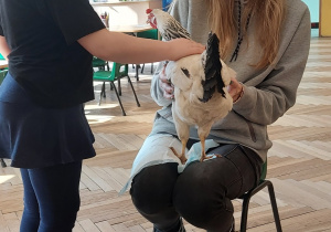 Nietypowe spotkanie z kaczką i kurą