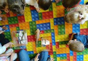 Dzieci oglądają kameleona i jaszczurki