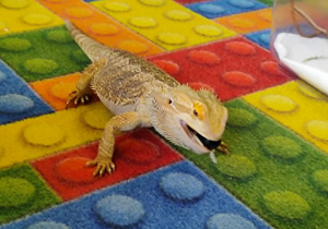 Kameleon