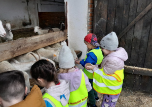 Dzieci karmią kozy