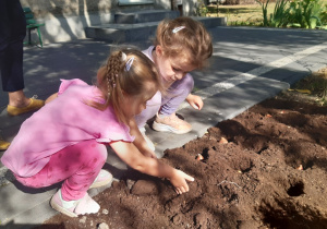 Dziewczynki sadzą cebulki kwiatowe na rabatce