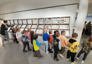 Dzieci oglądają kolekcję motyli