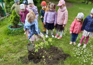 Dzieci sadzą w ogrodzie przedszkolnym drzewko