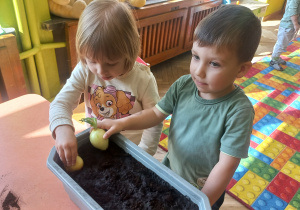 Anielka i Artem sadzą cebulę