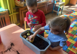 Jakub i Hania sadzą cebulę
