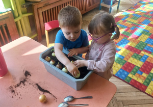 Wiktor i Julia L. sadzą cebulę