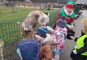 Dzieci karmią kozę marchewką