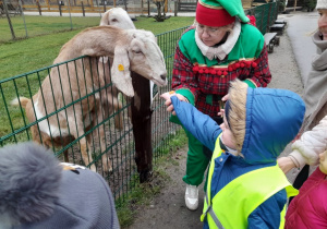 Dzieci karmią kozę marchewką