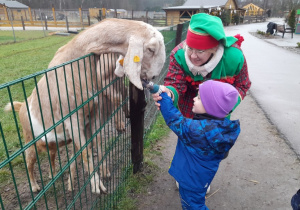 Dzieci karmią kozę marchewką