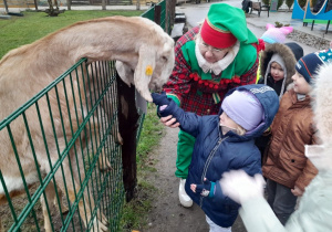 Dzieci karmią kozę marchewką