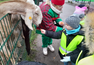 Dzieci karmią kozę marchewką