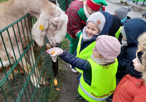 Dzieci karmią kozę marchewką