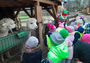 Dzieci karmią alpaki marchewką