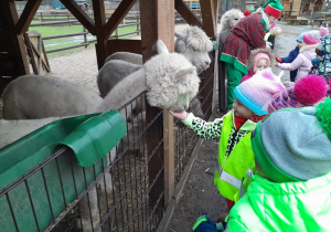 Dzieci karmią alpaki marchewką