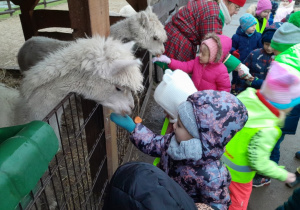 Dzieci karmią alpaki marchewką