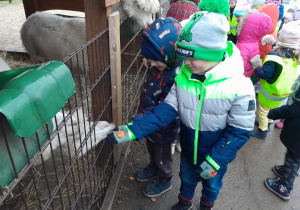 Dzieci karmią alpaki marchewką